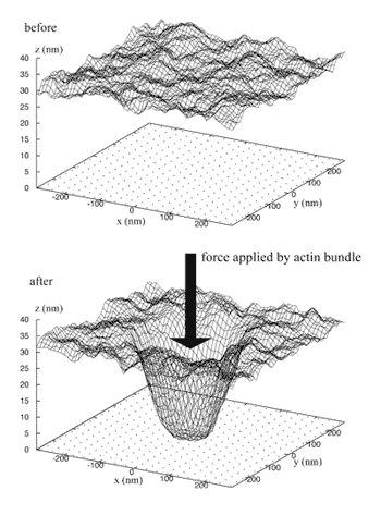 Simulation of actin-induced membrane bending and integrin adhesion nucleation